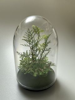 （分類：）位於 。 由 curcur33 提交（商品編號 1427399232，圖片 1）。簡介： 。