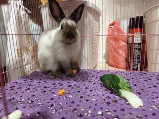 (Category: ) located in . Submitted by jeslin99 (Listing ID 1427392380, Image 1). Description: .