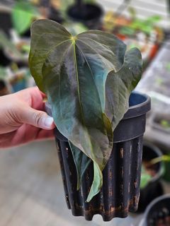 (Category: ) located in . Submitted by jungrow (Listing ID 1427420040, Image 1). Description: .