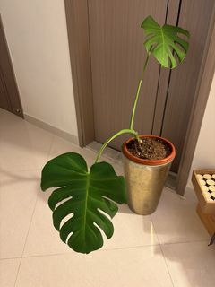 （分類：）位於 。 由 wai5432 提交（商品編號 1427426964，圖片 1）。簡介： 。