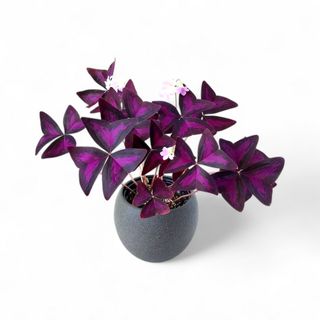 （分類：）位於 。 由 vincentma441 提交（商品編號 1427396770，圖片 1）。簡介： 。