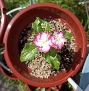 (Category: ) located in . Submitted by kew_plants_n_stuff (Listing ID 1427338633, Image 1). Description: .