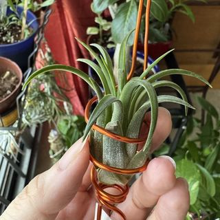 (Category: ) located in . Submitted by fongstreasure (Listing ID 1427347777, Image 1). Description: .