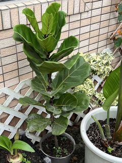 （分類：）位於 。 由 giraffe100 提交（商品編號 1359627309，圖片 1）。簡介： 。