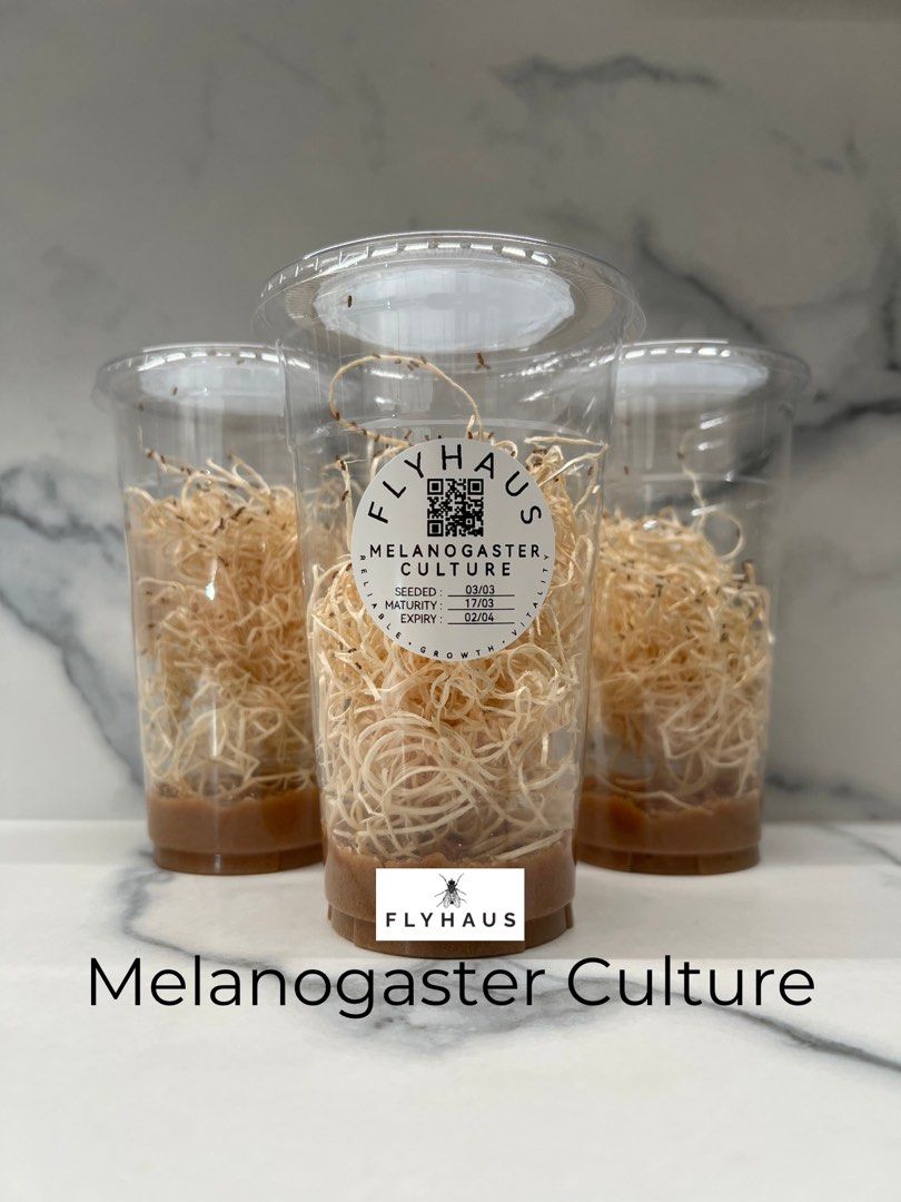 🪰 Melanogaster Fruit Fly Culture (Small Wingless Fruit Flies) (Category: Pet Food) located in Singapore. Submitted by flyhaus (Listing ID 1400183274, Image 1). Description: Need smaller, fast-breeding feeders for spiderlings, mantis nymphs, tiny reptiles, amphibians or other exotic pets? FlyHaus Drosophila Melanogaster are tiny, wingless fruit flies — perfect for young or small exotic pets that thrive on micro-sized feeders. ⸻ 🧬 Powered by FlyH