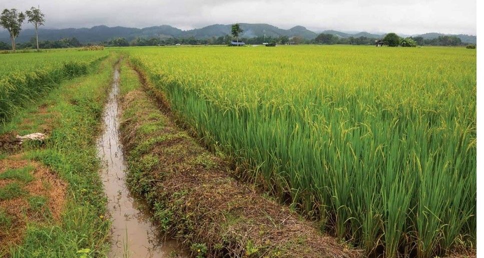 CAPIZ RICE FIELD (Category: Lot) located in Quezon City. Submitted by pancakewhipped777 (Listing ID 1424275759, Image 1). Description: RICE FIELD 1 HECTARE/ 10,000 SQM BRGY DAGA, PANAY CAPIZ CLEAN TITLE, UPDATED TAXES.