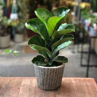 (Category: ) located in . Submitted by greenursery (Listing ID 1424252178, Image 1). Description: .