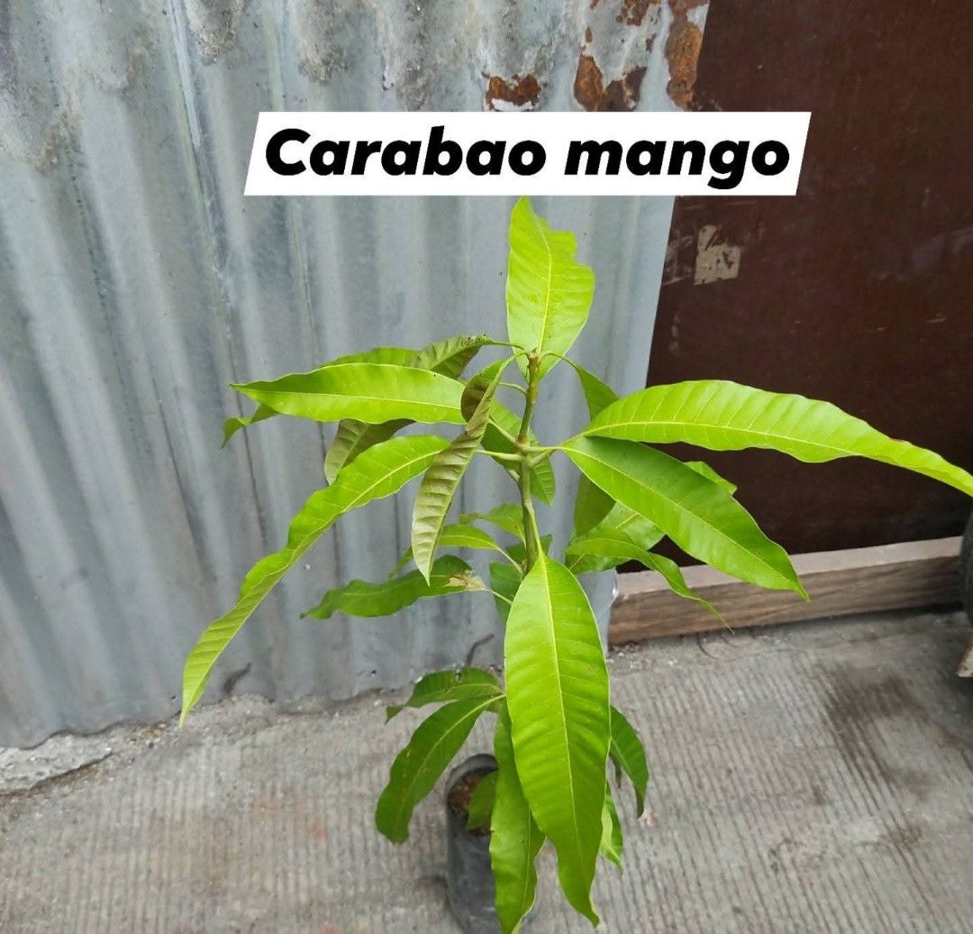Fruit bearing trees for sale (Category: Plants & Seeds) located in Manila. Submitted by florentina0829 (Listing ID 1424283453, Image 2). Description: Fruit bearing trees for sale Grafted and stable.