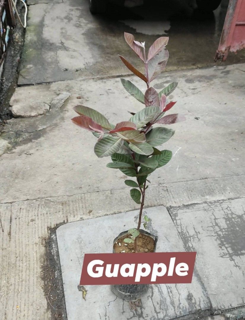 Fruit bearing trees for sale (Category: Plants & Seeds) located in Manila. Submitted by florentina0829 (Listing ID 1424283453, Image 1). Description: Fruit bearing trees for sale Grafted and stable.