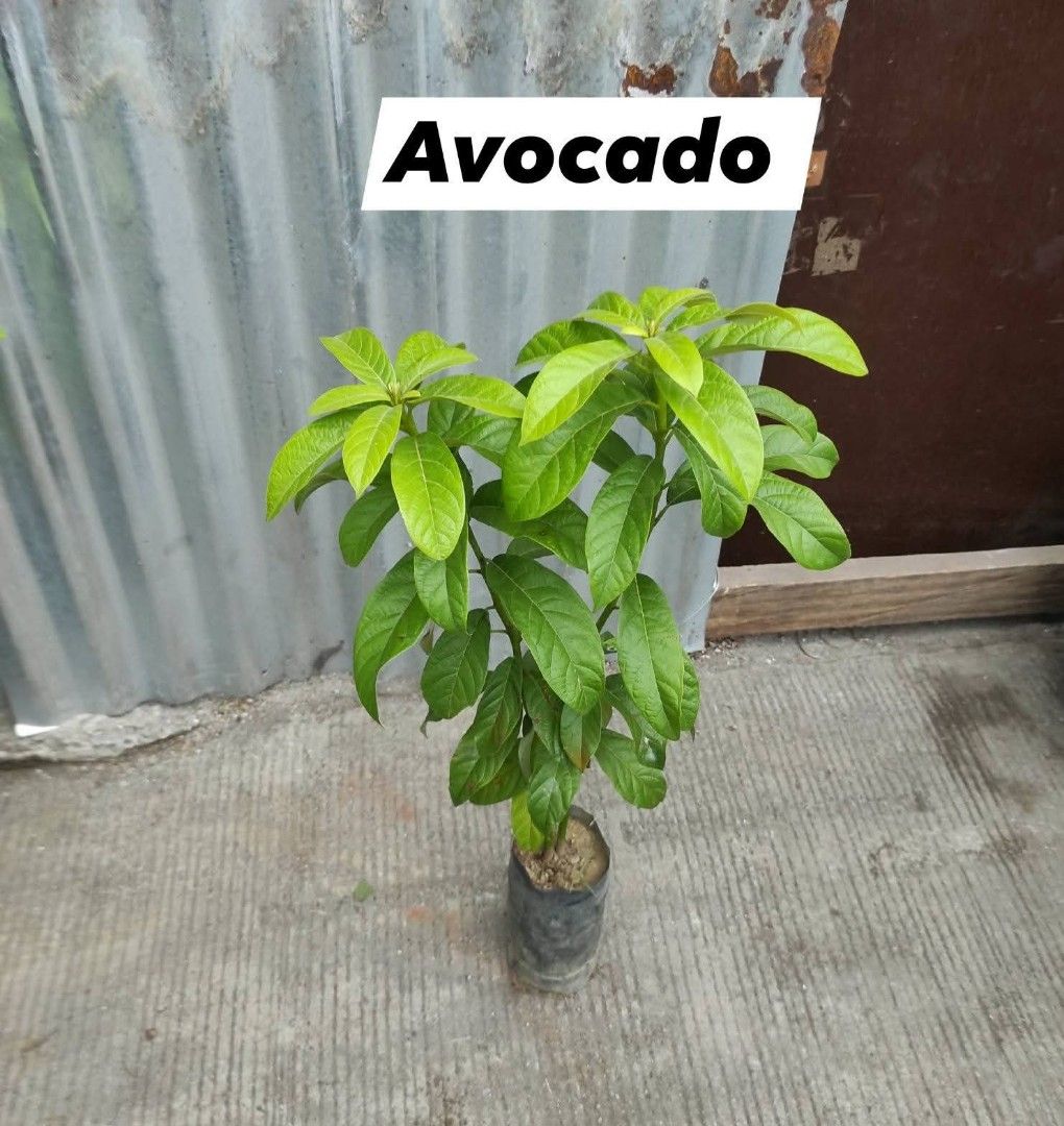 Fruit bearing trees for sale (Category: Plants & Seeds) located in Manila. Submitted by florentina0829 (Listing ID 1424283453, Image 3). Description: Fruit bearing trees for sale Grafted and stable.