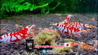 (Category: ) located in . Submitted by shrimppavilion (Listing ID 1409880730, Image 1). Description: .