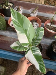 (Category: ) located in . Submitted by rumahanthu (Listing ID 1424174941, Image 1). Description: .