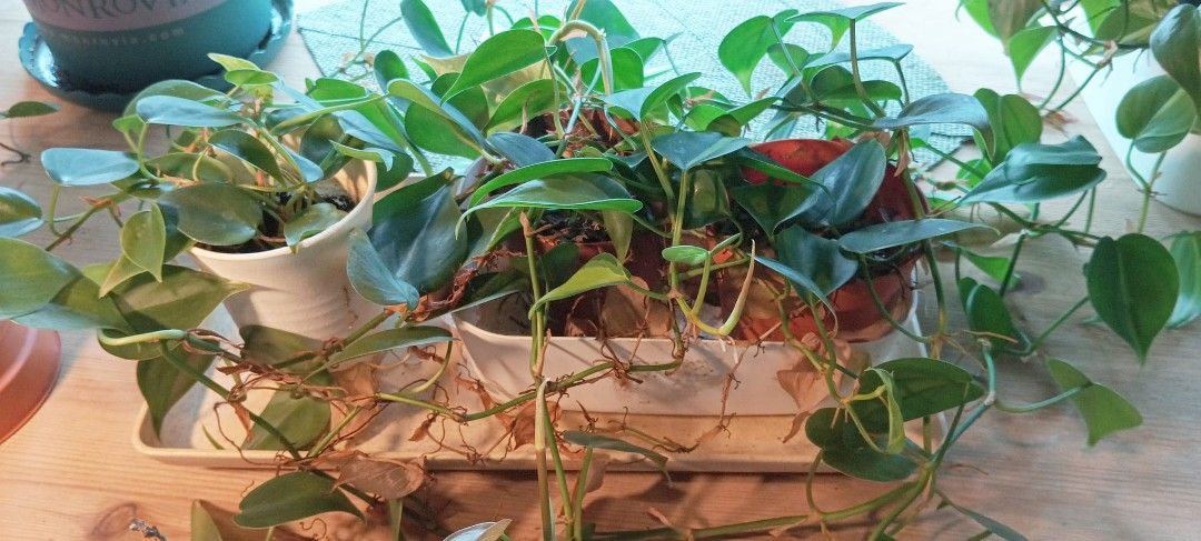 Plant for Sale!!
