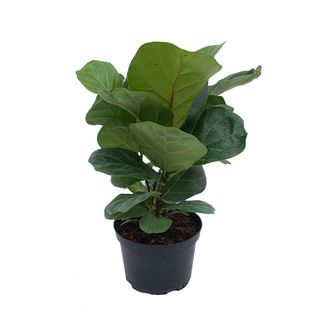 (Category: ) located in . Submitted by greenursery (Listing ID 1424252834, Image 1). Description: .