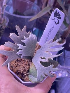 （分類：）位於 。 由 chanwinwing 提交（商品編號 1424255682，圖片 1）。簡介： 。