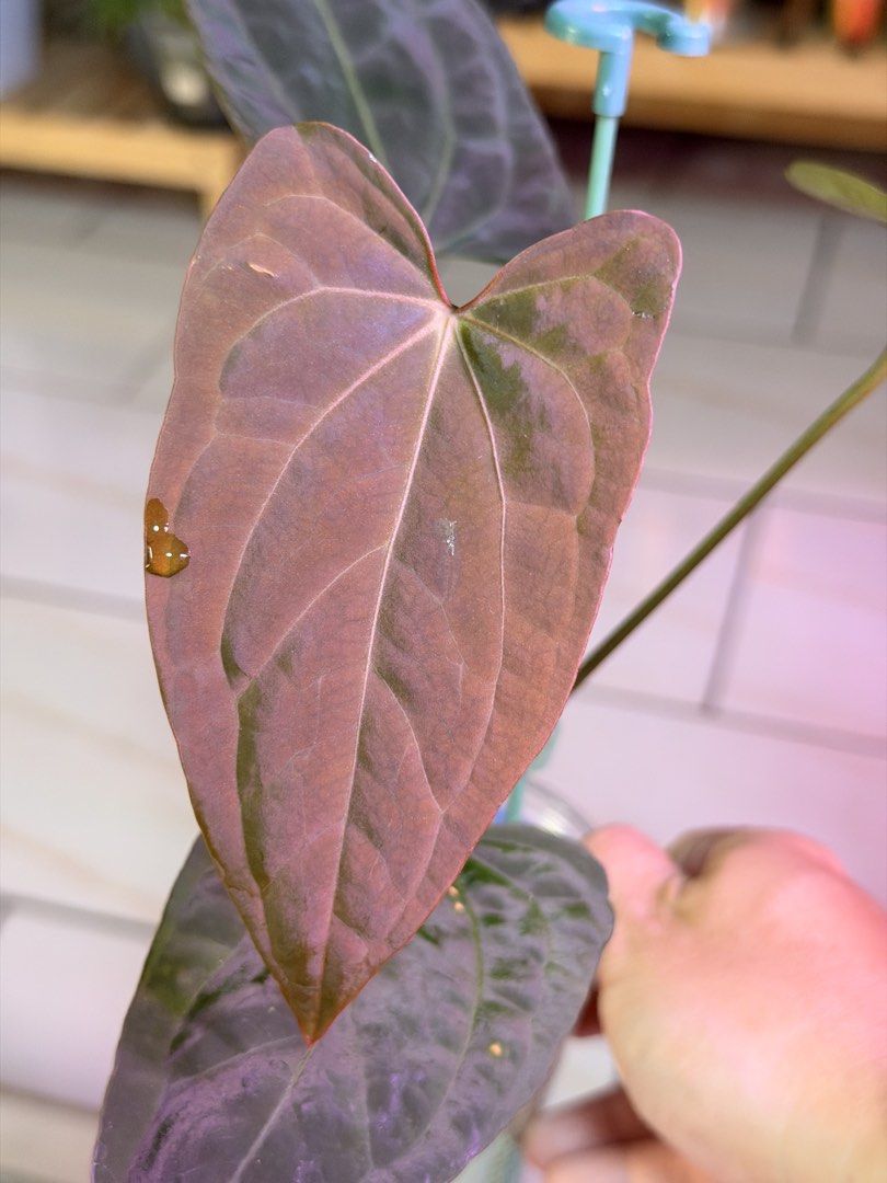 Anthurium Dark Phoenix x (Blue Papi x Red Gunsal), Furniture & Home Living,  Gardening, Pots & Planters on Carousell