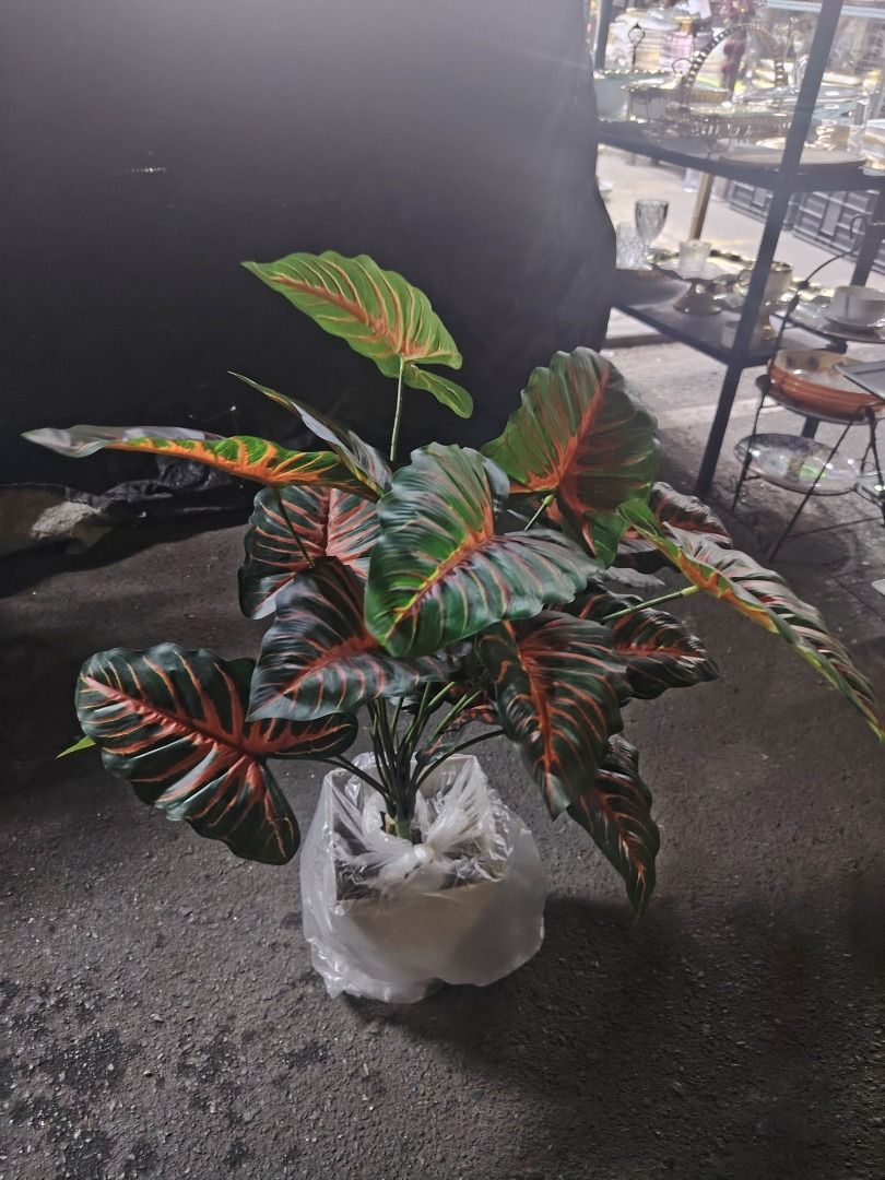 Artificial plants (Category: Artificial Plants & Flowers) located in Caloocan City. Submitted by youngbird_a8dc34 (Listing ID 1427574888, Image 2). Description: .