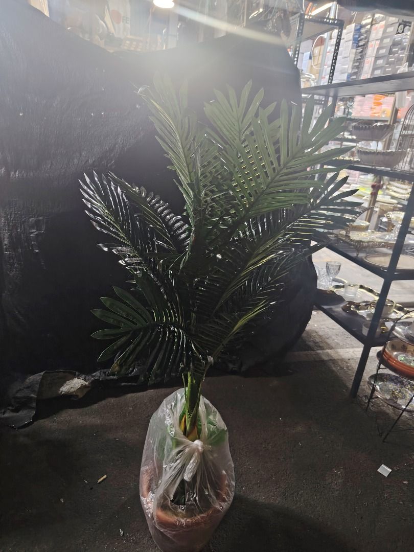 Artificial plants (Category: Artificial Plants & Flowers) located in Caloocan City. Submitted by youngbird_a8dc34 (Listing ID 1427574888, Image 3). Description: .