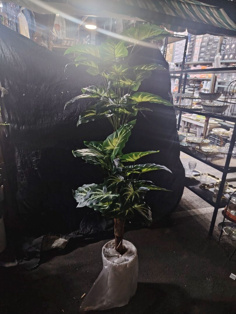 Artificial plants (Category: Artificial Plants & Flowers) located in Caloocan City. Submitted by youngbird_a8dc34 (Listing ID 1427574888, Image 1). Description: .