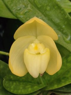 Paphiopedilum species and hybrids Collection item 1