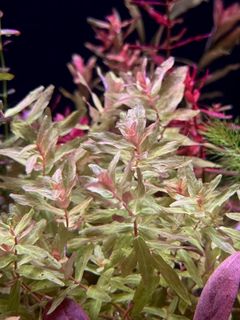 (Category: ) located in . Submitted by zenaquatics (Listing ID 1427494971, Image 1). Description: .