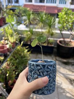 (Category: ) located in . Submitted by stradesofplants (Listing ID 1427492957, Image 1). Description: .