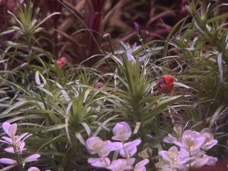 (Category: ) located in . Submitted by zenaquatics (Listing ID 1427495429, Image 1). Description: .