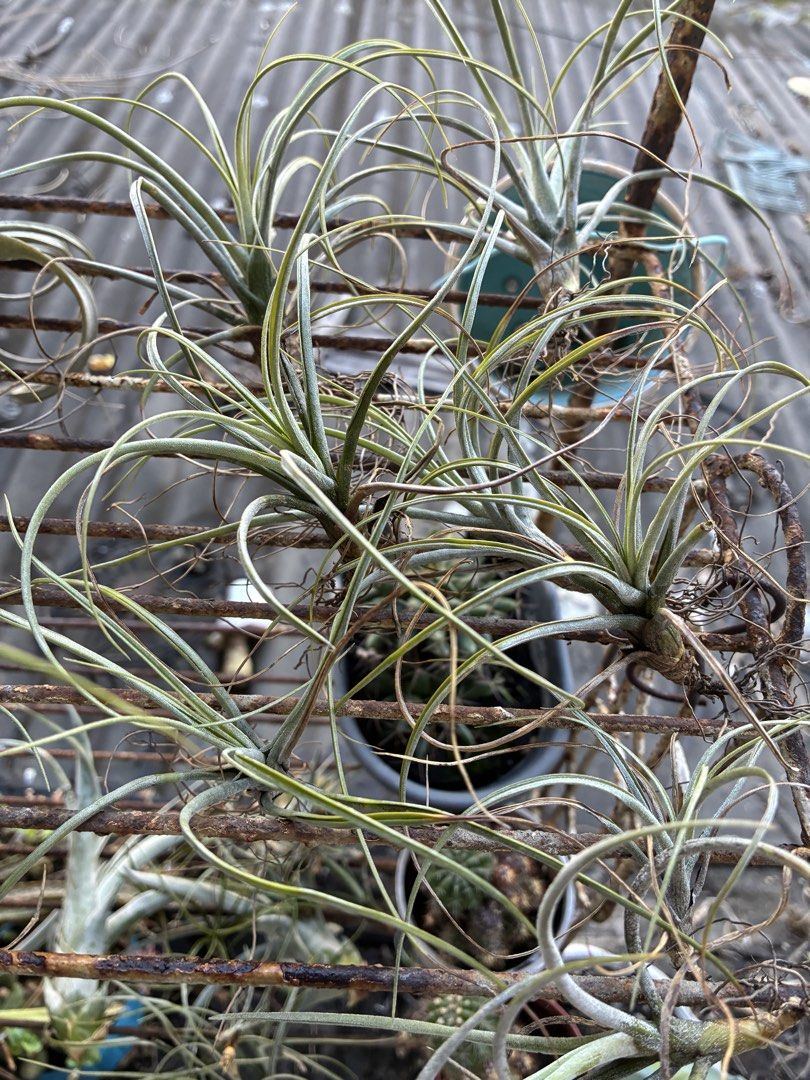 Air Plant Tillandsia (Category: Plants & Seeds) located in Manila. Submitted by lovedbymax (Listing ID 1427649121, Image 2). Description: Air plant for Sale 7 pcs available. Take all for 500. .