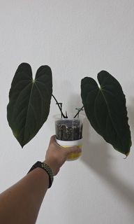 (Category: ) located in . Submitted by ywc1982 (Listing ID 1424060651, Image 1). Description: .