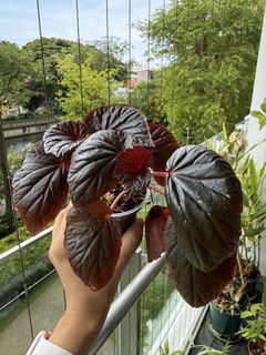 (Category: ) located in . Submitted by buyan (Listing ID 1427659306, Image 1). Description: .