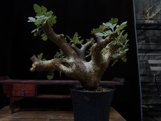 (Category: ) located in . Submitted by cuteplantsworld (Listing ID 1427756730, Image 1). Description: .