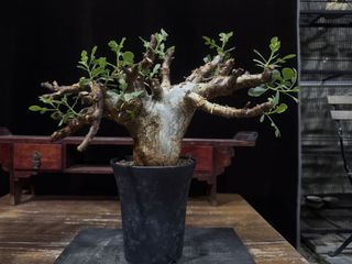 (Category: ) located in . Submitted by cuteplantsworld (Listing ID 1427758200, Image 1). Description: .