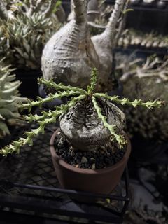 (Category: ) located in . Submitted by cuteplantsworld (Listing ID 1427767623, Image 1). Description: .