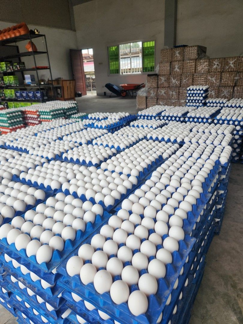 Farm Fresh Eggs (Category: Other Food & Drinks) located in Manila. Submitted by roxasagriculturalfarm (Listing ID 1353997163, Image 1). Description: Roxas Agro - Farming "We cultivate Crops and raise Livestocks" Farm fresh eggs 🥚🥚🥚 RTL farm (own harvest) 🐓🐓 Looking for regular clients "wholesaler" Pick up only Loc: Pangao Ibaan Batangas 📌 Price depends on supply & demand 🤝.
