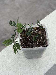 （分類：）位於 。 由 ummmmoni 提交（商品編號 1427749329，圖片 1）。簡介： 。