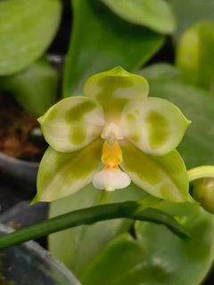 Novelty Phalaenopsis and Phalaenopsis species 收藏品 3