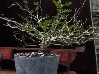 (Category: ) located in . Submitted by cuteplantsworld (Listing ID 1427757938, Image 1). Description: .