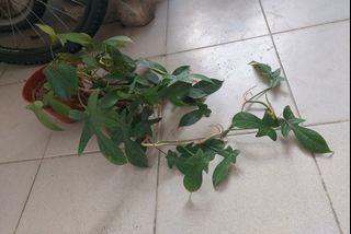 (Category: ) located in . Submitted by treewhisperer (Listing ID 1427694599, Image 1). Description: .