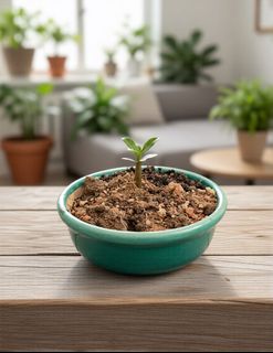 (Category: ) located in . Submitted by naokibonsai (Listing ID 1427882174, Image 1). Description: .
