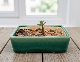 (Category: ) located in . Submitted by naokibonsai (Listing ID 1427882547, Image 1). Description: .