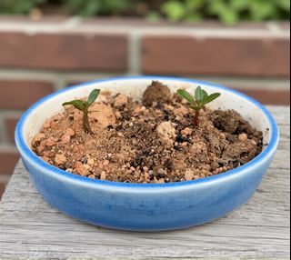 (Category: ) located in . Submitted by naokibonsai (Listing ID 1427883028, Image 1). Description: .