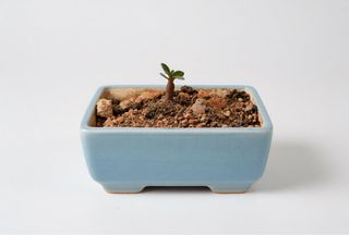 (Category: ) located in . Submitted by naokibonsai (Listing ID 1427883189, Image 1). Description: .