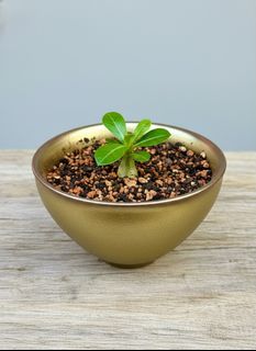 (Category: ) located in . Submitted by naokibonsai (Listing ID 1427883306, Image 1). Description: .