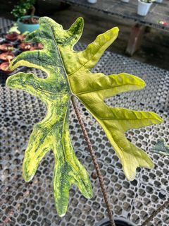 (Category: ) located in . Submitted by addicted2plants (Listing ID 1427797003, Image 1). Description: .