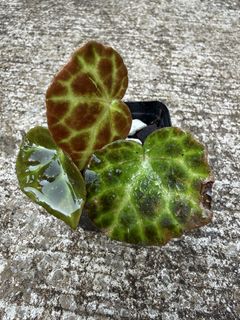 (Category: ) located in . Submitted by gardenparadisesgp (Listing ID 1427788477, Image 1). Description: .