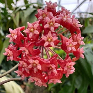 （分類：）位於 。 由 plantymary 提交（商品編號 1427884093，圖片 1）。簡介： 。