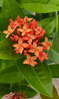 (Category: ) located in . Submitted by jtflorist (Listing ID 1427932924, Image 1). Description: .