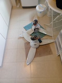(Category: ) located in . Submitted by mitzimoo (Listing ID 1427874943, Image 1). Description: .