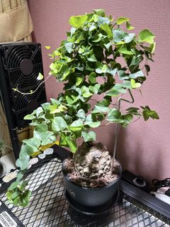 （分類：）位於 。 由 henrycaudex 提交（商品編號 1427968548，圖片 1）。簡介： 。