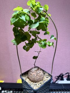 （分類：）位於 。 由 henrycaudex 提交（商品編號 1427968939，圖片 1）。簡介： 。